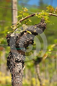 Detail of a single grapevine at hirschberg vineyards